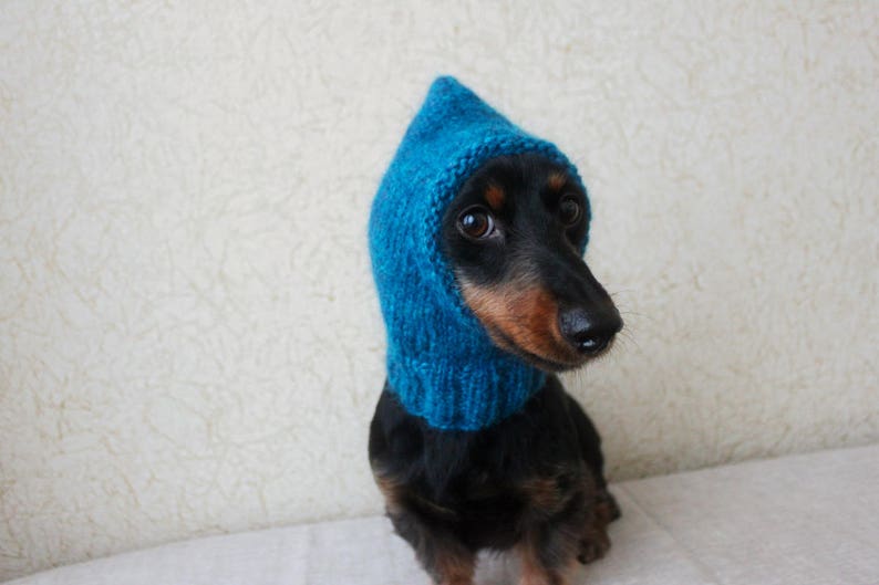 May include: A black and brown dachshund wearing a blue knitted hooded hat. The dog is looking to the right of the frame.