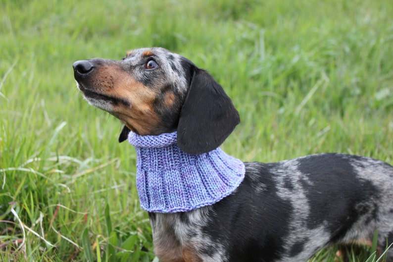 Small Dog Cowl 100% Natural Wool Purple Neck Warmer image 1