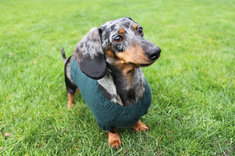 KNITTING PATTERN, Mini Dachshund, Dog Sweater, Cloud 9, pet clothes, pets, dogs, knit, knitted, DIY project, doxie, wiener dog, little dog image 7