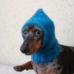 May include: A dachshund wearing a blue knitted hooded hat. The dog is looking to the left of the frame.