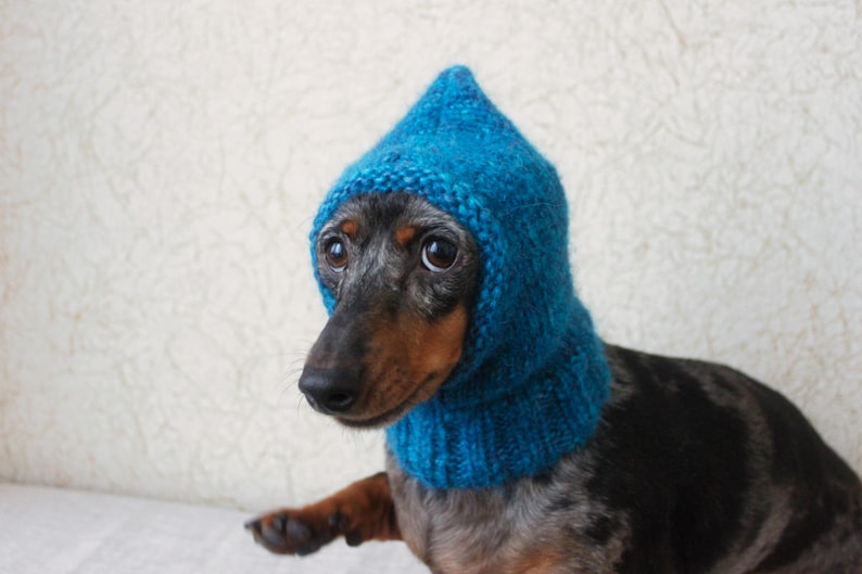 May include: A dachshund wearing a blue knitted hooded hat. The dog is looking to the left of the frame.