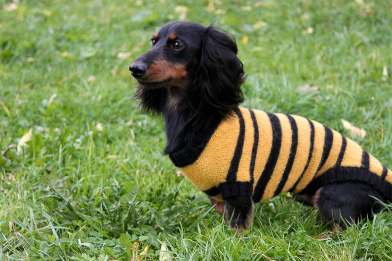 Bee Sweater Dog Lover Gift Dog Owner Gift Dog Clothes KNITTING PATTERN Dog Bee Sweater Dogs Pet Gift Dachshund Costume Dog Costume