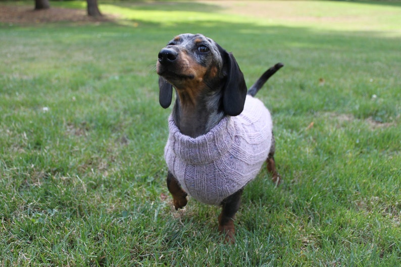 KNITTING PATTERN, Top-Down, Mini Dachshund, Dog Sweater, pet clothes, dogs, little dog, DIY project, knit, knitted, doxie, wiener dog, pets image 3