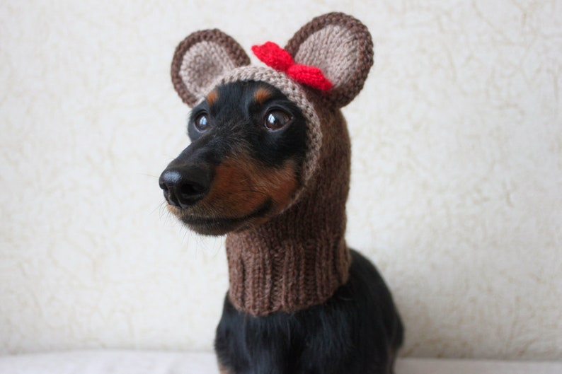 KNITTING PATTERN, Teddy Bear Dog Hat, Small Dog Bear Hat, Bear Hoodie, Bear Hood, Teddy Bear Dog Costume, Dachshund Hat, knit Doxie Hoodie image 4