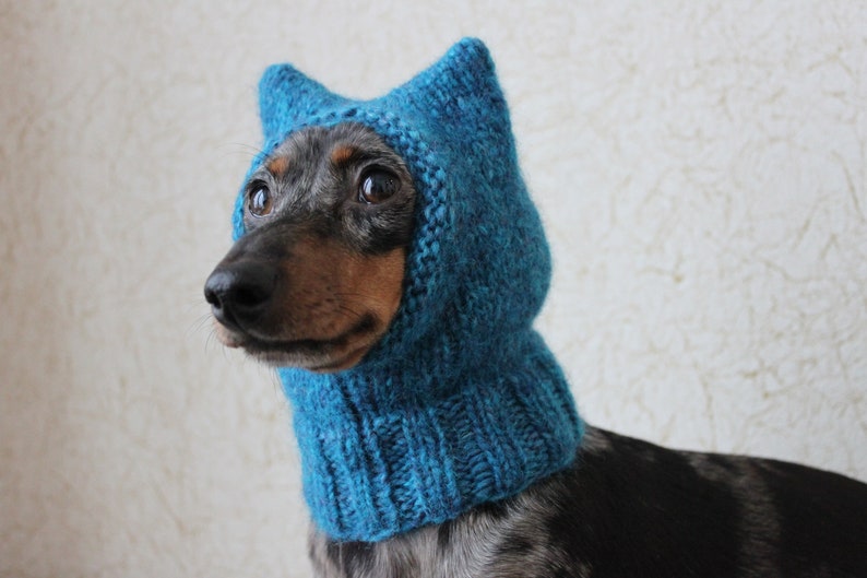 Small Dog Hat in Blue Kitty Cat Style for Mini Dachshund image 2