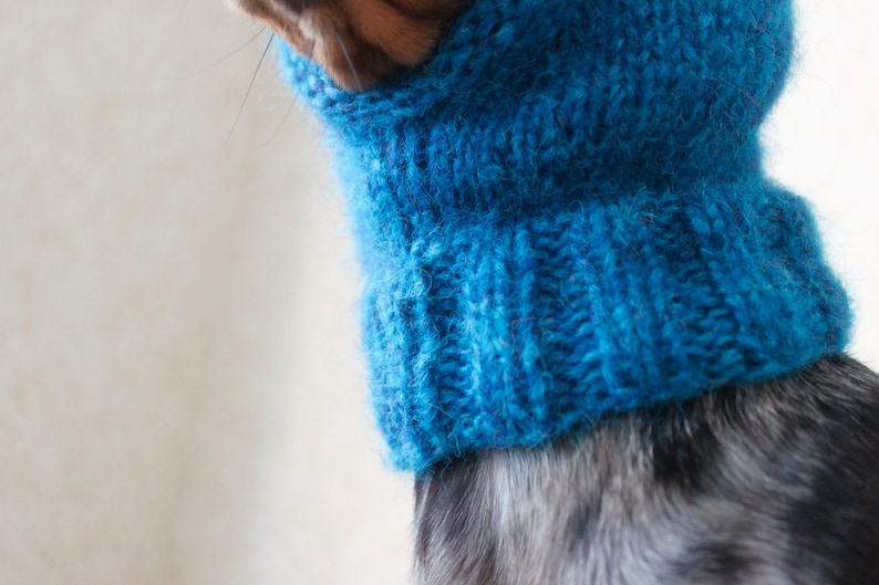 May include: A small dog wearing a blue knitted turtleneck sweater. The sweater is made of a soft, fuzzy yarn.