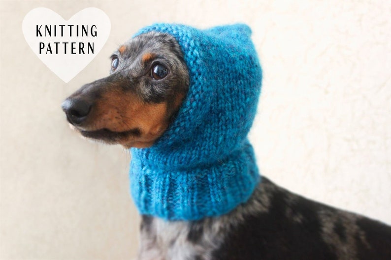 May include: A dachshund wearing a blue knitted dog hat with a hood. The hat is made with a chunky yarn and has a simple design.