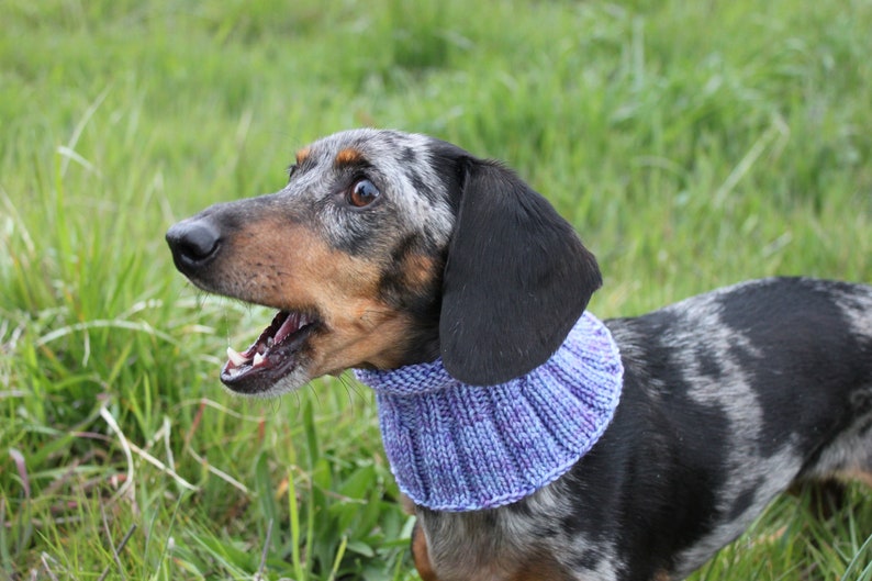 Small Dog Cowl 100% Natural Wool Purple Neck Warmer image 3