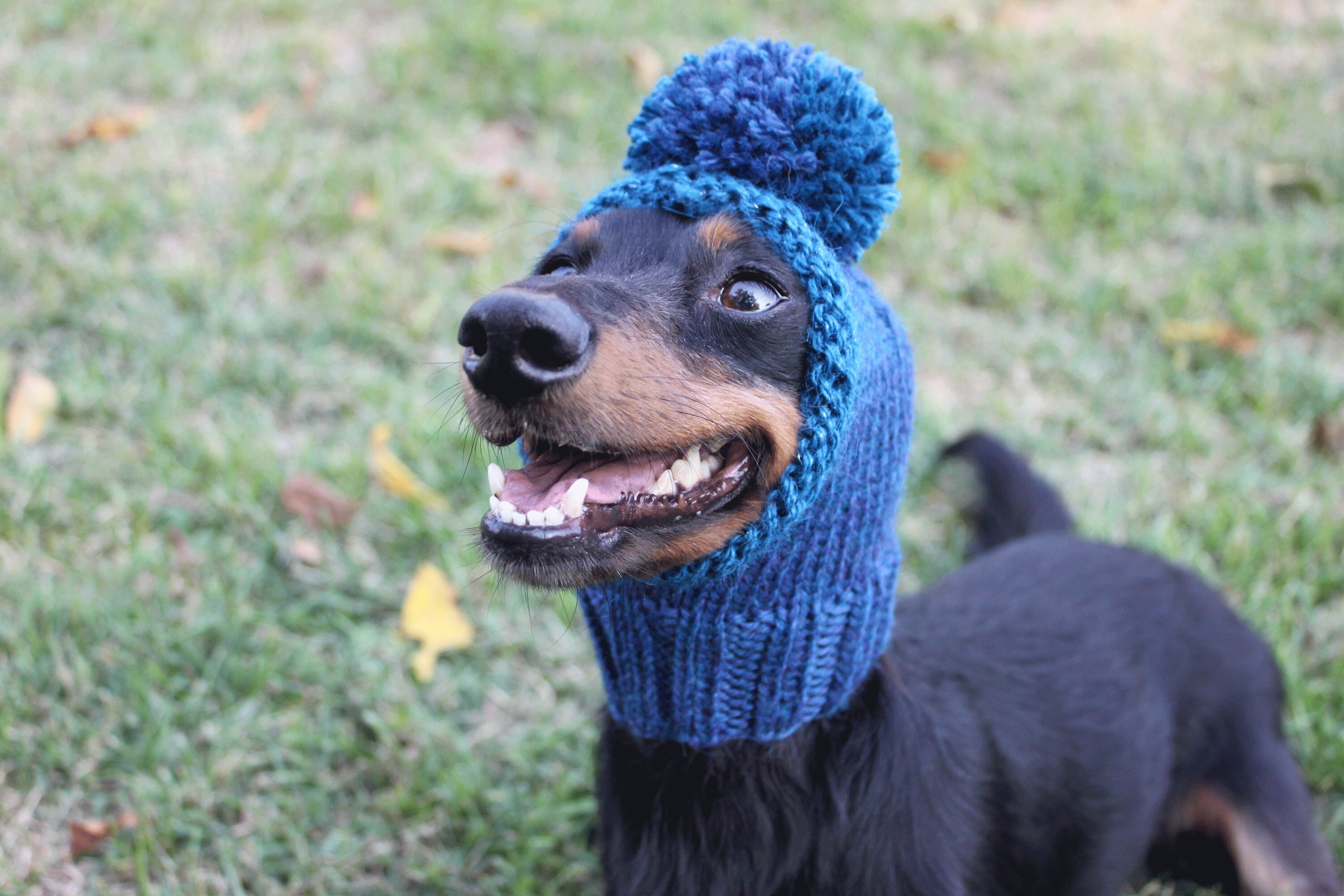 Blue Dog Hat in All Natural Wool and Alpaca Etsy Canada