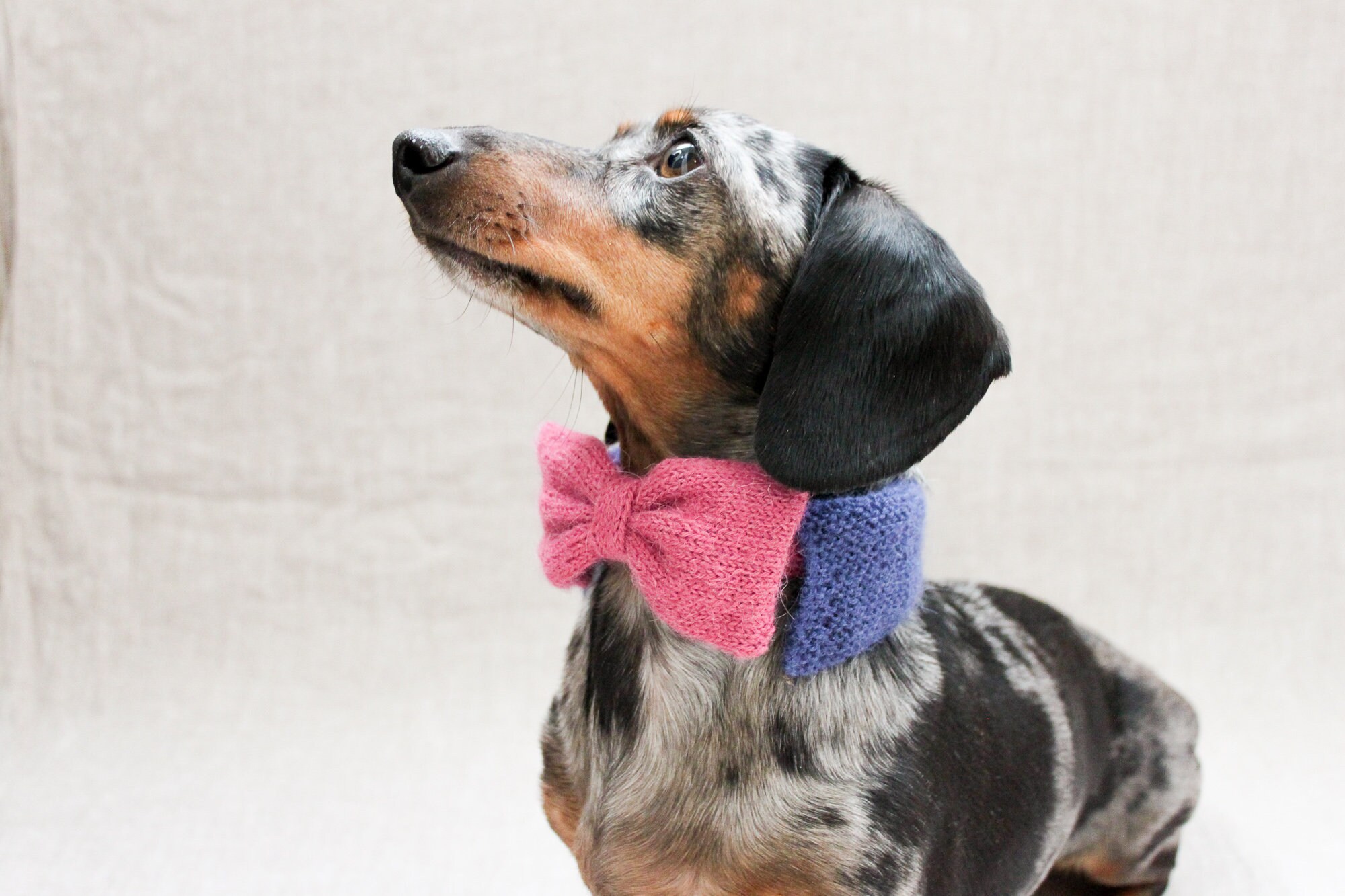 Small Dog Bow Tie Knited Bow Tie Mini Dachshund Bow Tie Dog Etsy