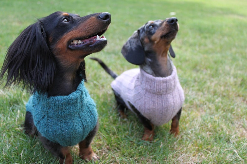 KNITTING PATTERN, Top-Down, Mini Dachshund, Dog Sweater, pet clothes, dogs, little dog, DIY project, knit, knitted, doxie, wiener dog, pets image 4