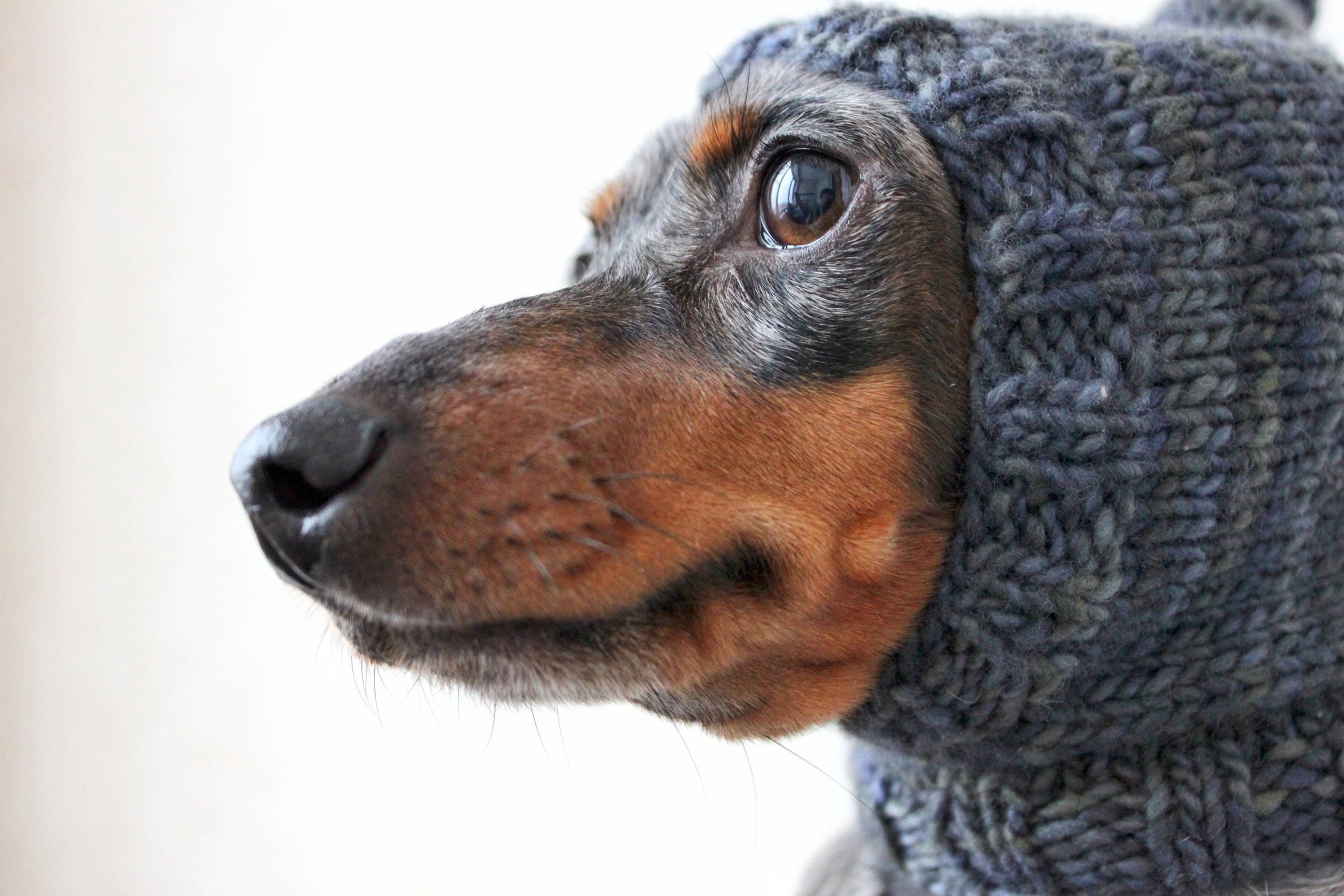 The House Of Dog: Cadeau Pour Propriétaire De Teckel Noir. Bonnet