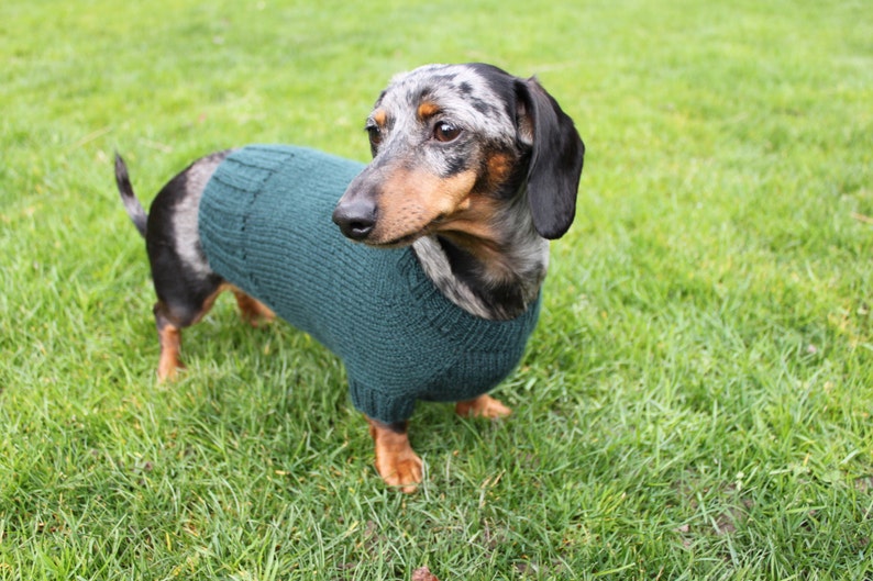 KNITTING PATTERN, Mini Dachshund, Dog Sweater, Cloud 9, pet clothes, pets, dogs, knit, knitted, DIY project, doxie, wiener dog, little dog image 6