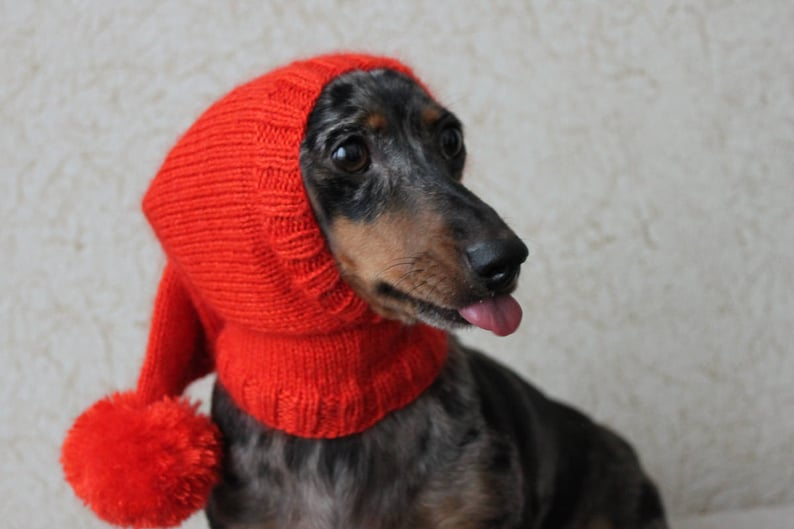 Może przedstawiać: Długowłosy pies rasy dachshund w czerwonej wełnianej czapce z pomponem. Pies ma czarno-brązowe futro i wystawia język.