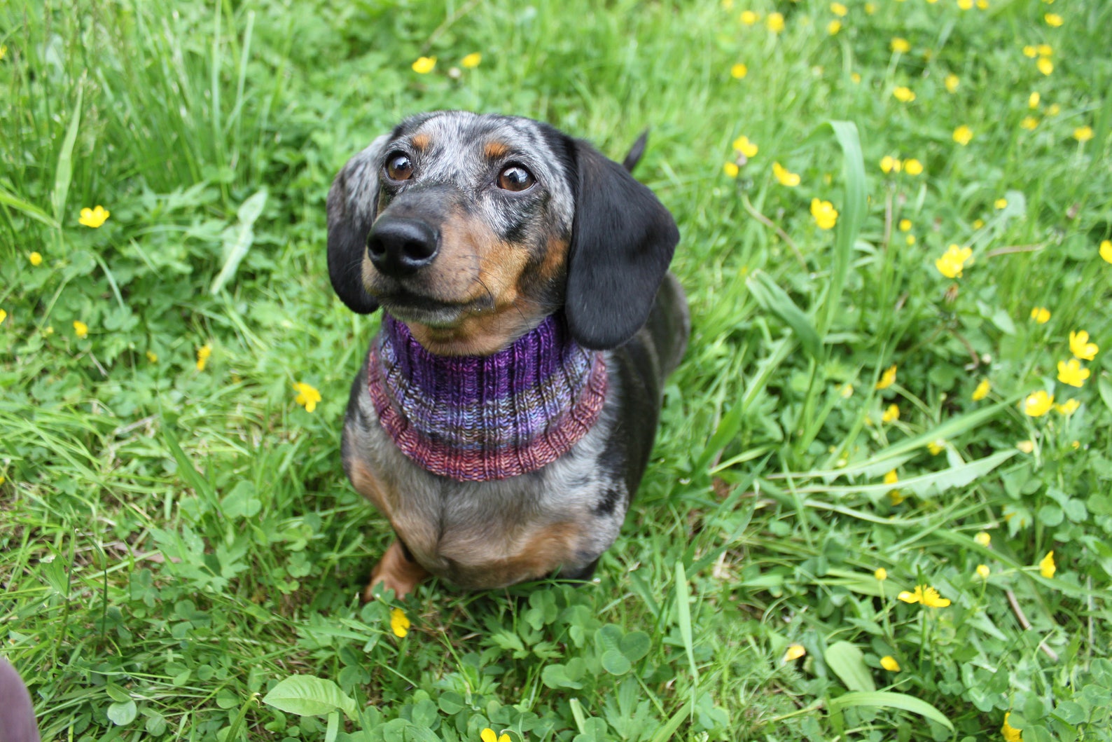 KNITTING PATTERN Dachshund Neck Warmer Dog Cowl Wiener Dog Etsy