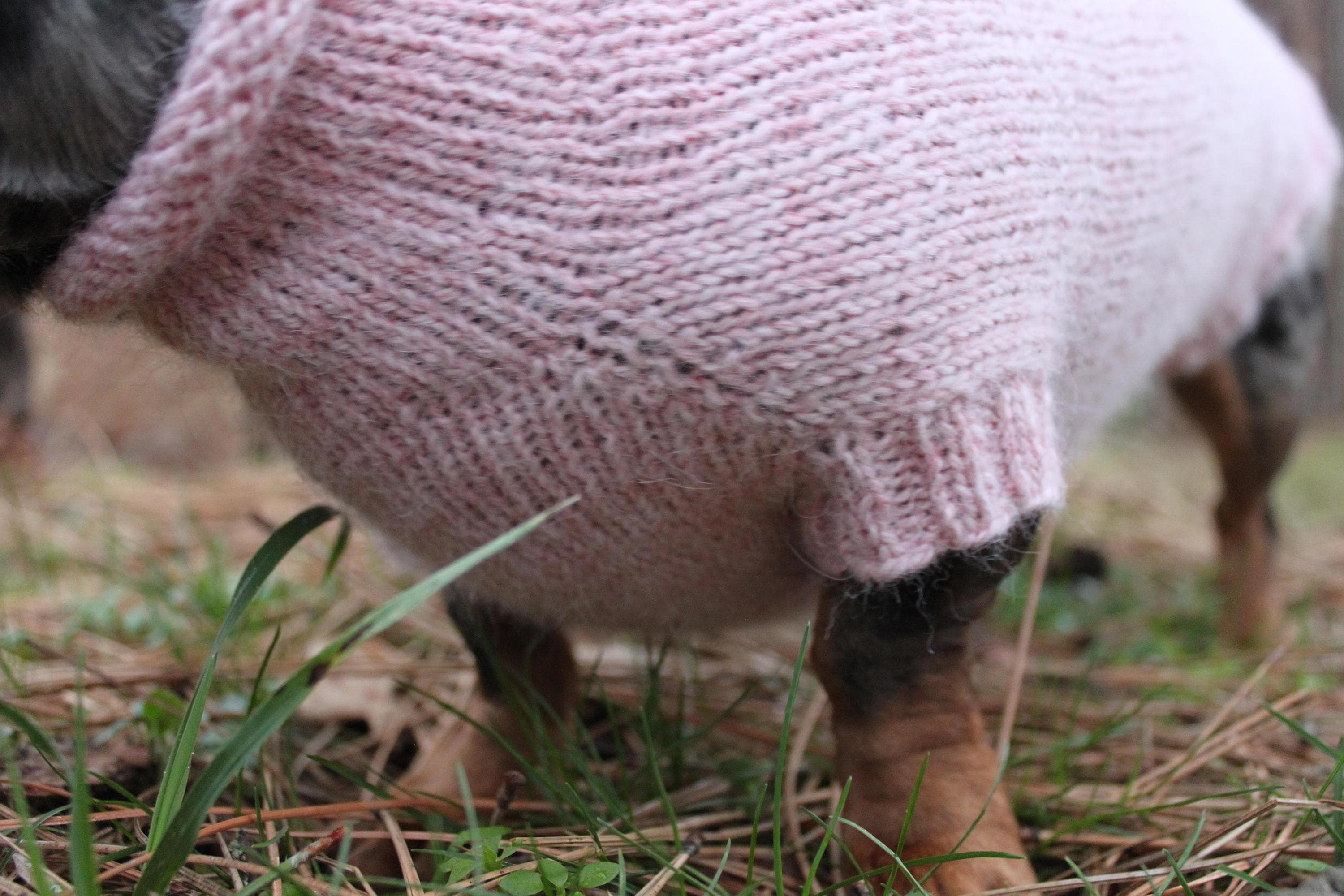 KNITTING PATTERN BUNDLE Mini Dachshund Sweater Dog Sweater Etsy UK