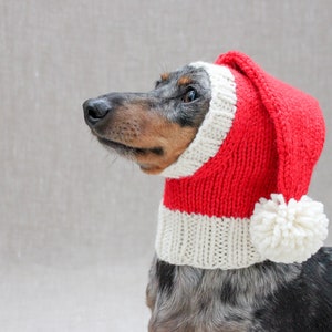 May include: A dachshund wearing a red and white knitted Santa hat with a white pom-pom.