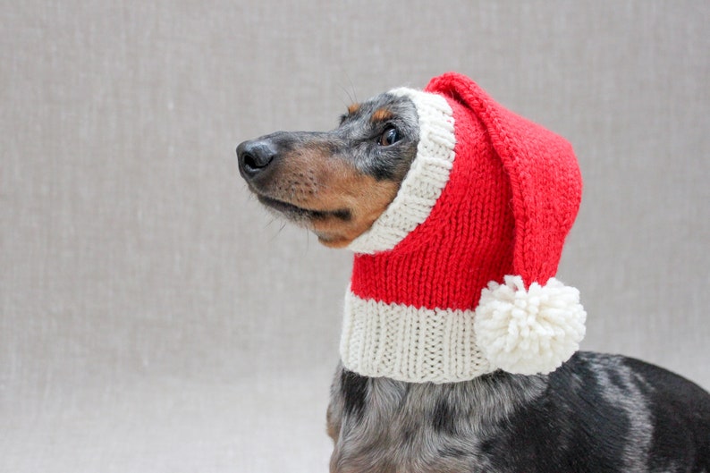 May include: A dachshund wearing a red and white knitted Santa hat with a white pom-pom.
