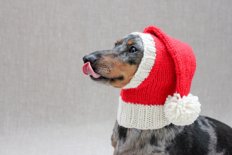 May include: A dachshund wearing a red and white knitted Santa hat with a white pom-pom. The dog is looking to the left and has its tongue sticking out.