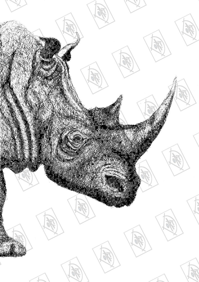 Postcard Rino