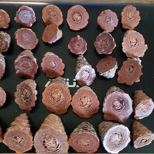 May include: A collection of cross-sections of pine cones, showcasing the intricate patterns of the wood. The sections vary in size and shape, displaying shades of brown and tan. The arrangement is on a dark surface, highlighting the natural textures.