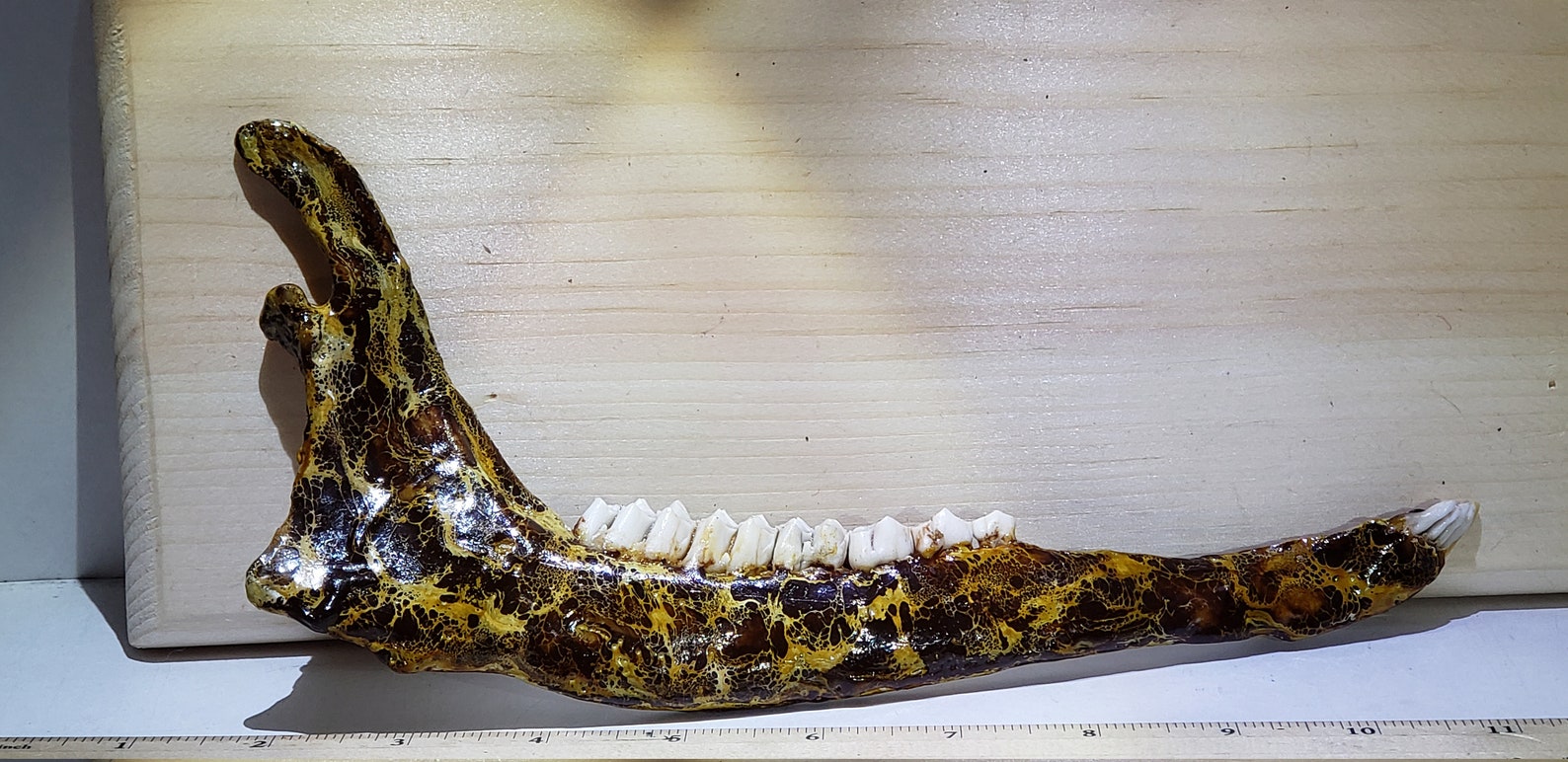 Deer Jaw Bone Encaustic Paint and Color Enhanced Shellac - Etsy