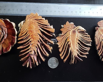 Knobcone pinecone open pine cone scraps