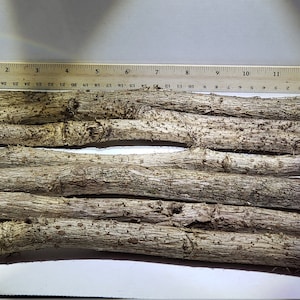May include: A collection of roughly cut, brown wooden sticks, likely branches or twigs, arranged in a horizontal display. A ruler is placed above the sticks, providing a size reference. The sticks have a rough, textured surface.