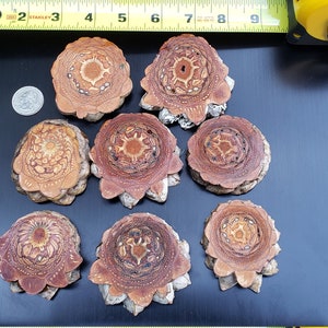 May include: Nine decorative, circular wood slices with intricate patterns in shades of brown and tan are arranged on a black surface. A tape measure shows inches, and a quarter is next to the wood slices. The wood slices are likely for crafts or home decor.