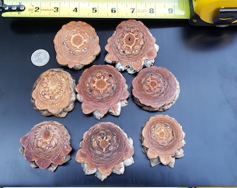 Knobcone pinecone 8 large  scraps