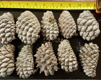 Knobcone pinecones