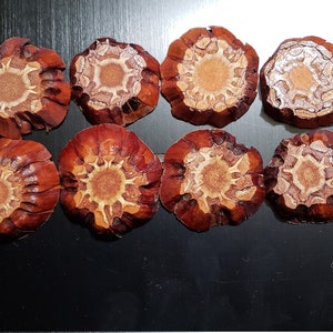 May include: A collection of twelve cross-sections of a pine cone, arranged in two rows. The cut surfaces reveal a detailed, star-like pattern in shades of brown and tan. The outer edges are a deep reddish-brown.