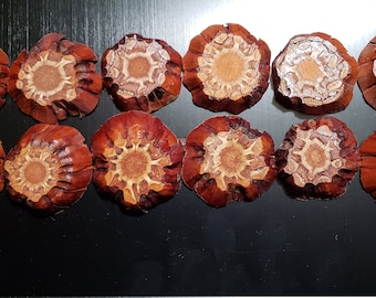 Knobcone pinecone eye slices