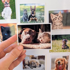May include: A collection of square photographs featuring various dogs and cats. One photo shows a brown dog and a tabby cat sleeping together. Other photos include a smiling dog, a black cat with blue eyes, and a golden retriever.