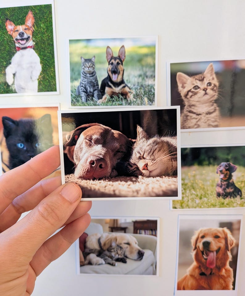May include: A collection of square photographs featuring various dogs and cats. One photo shows a brown dog and a tabby cat sleeping together. Other photos include a smiling dog, a black cat with blue eyes, and a golden retriever.