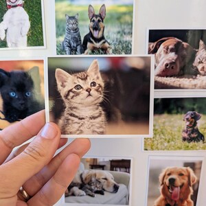 May include: A hand holds a small photograph of a tabby kitten looking upwards. Other photos of dogs and cats are visible, including a smiling Jack Russell Terrier, a German Shepherd, and a Golden Retriever.