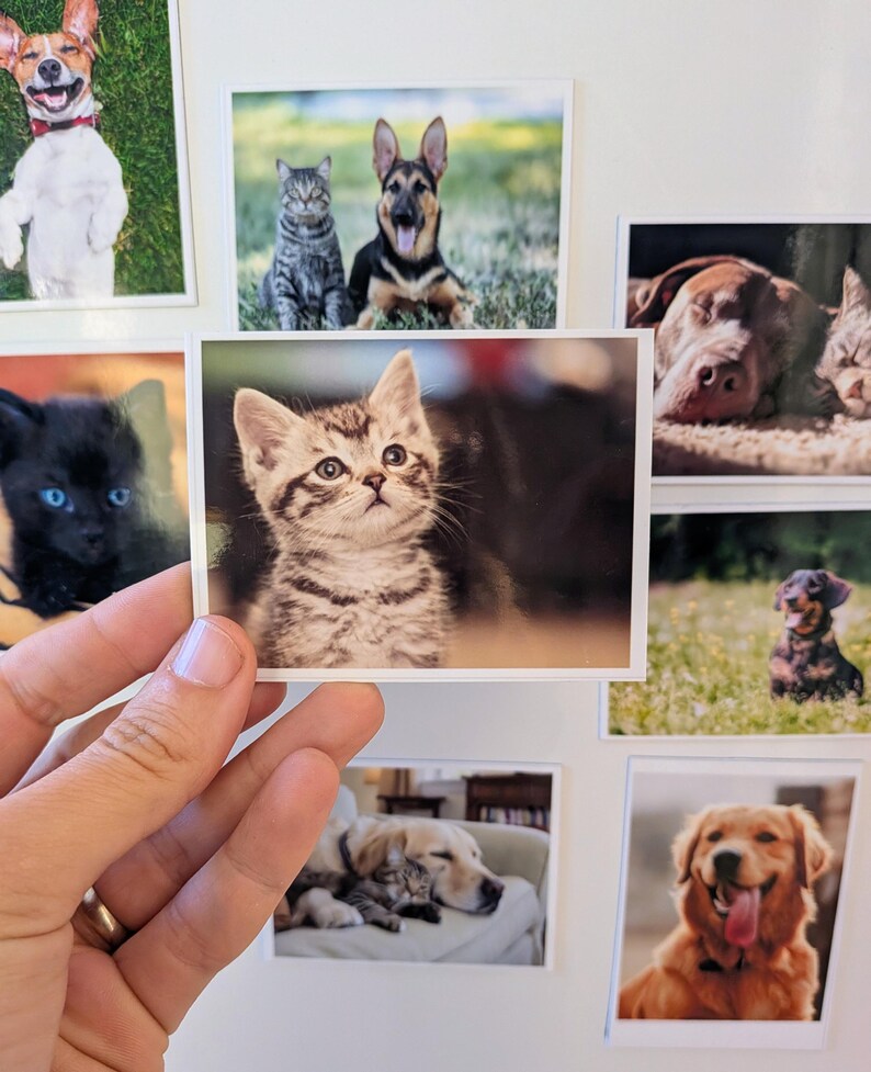 May include: A hand holds a small photograph of a tabby kitten looking upwards. Other photos of dogs and cats are visible, including a smiling Jack Russell Terrier, a German Shepherd, and a Golden Retriever.