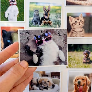 May include: A hand holds a small photograph of a black and white cat wearing pink sunglasses and blue flower accents. Other photos of dogs and cats are visible, including a smiling Jack Russell Terrier and a German Shepherd.