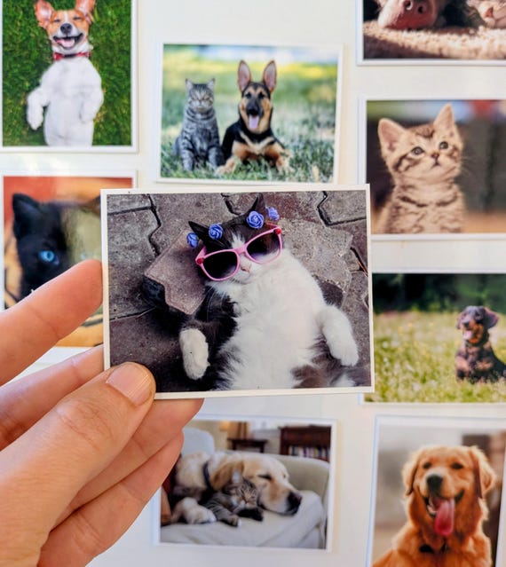Custom Photo Magnets | Personalised Pet Fridge Magnets (Medium Set)