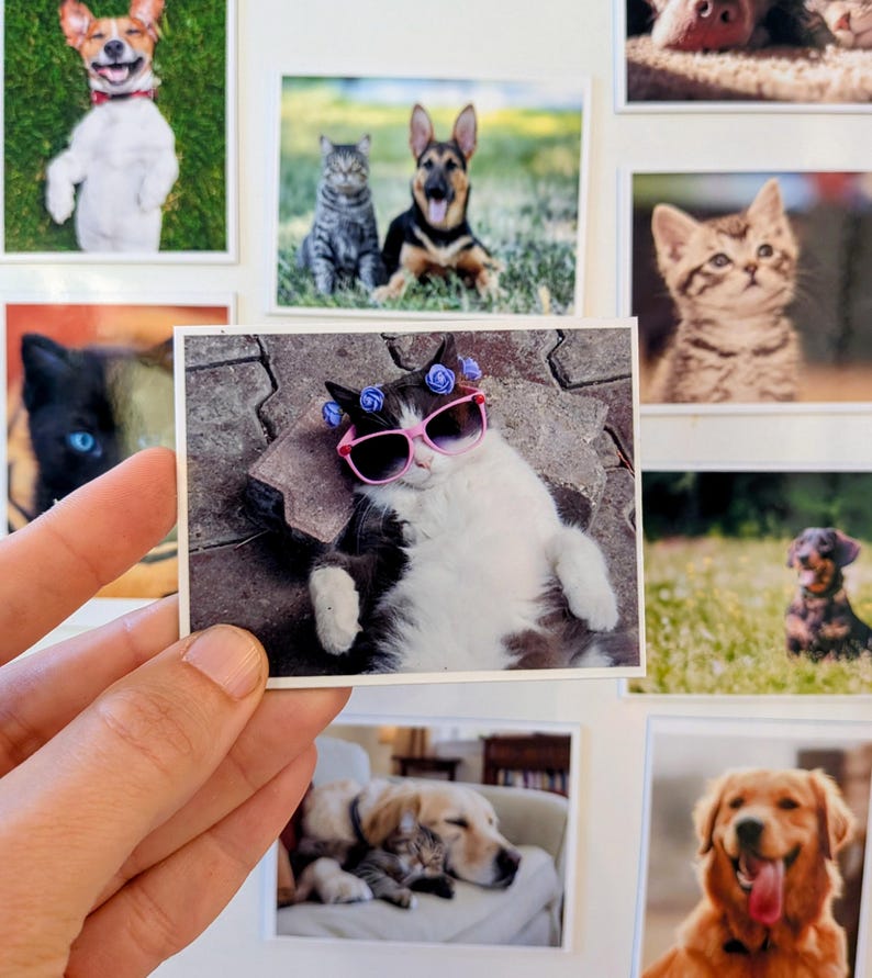 May include: A hand holds a small photograph of a black and white cat wearing pink sunglasses and blue flower accents. Other photos of dogs and cats are visible, including a smiling Jack Russell Terrier and a German Shepherd.