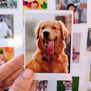 May include: A photograph of a Golden Retriever dog with its tongue hanging out. The dog has a black collar and is smiling. The photo is a polaroid print, and other photos are in the background.
