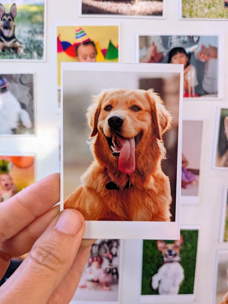 May include: A photograph of a Golden Retriever dog with its tongue hanging out. The dog has a black collar and is smiling. The photo is a polaroid print, and other photos are in the background.