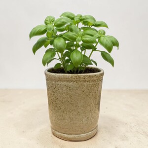 May include: A potted basil plant with vibrant green leaves. The plant is in a speckled, light brown ceramic pot. The pot has a slightly textured surface and a simple, classic design, perfect for a kitchen or garden.