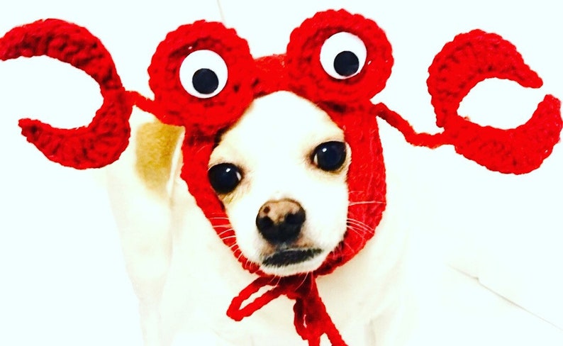 Dog Costume Crab Dog Hat Dog Costume Crochet Dog Hat - Etsy