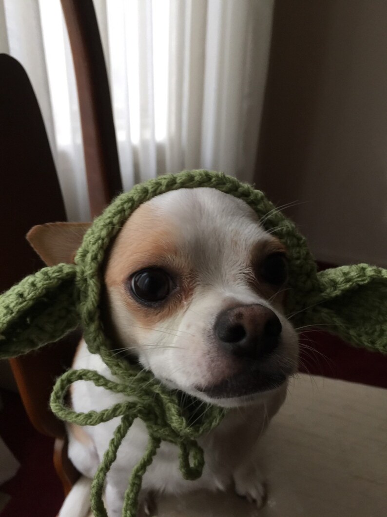 May include: A small dog wearing a handmade green crochet bonnet featuring two large, pointed, protruding ears on the sides. The bonnet is crafted with a textured yarn stitch and includes a tie closure under the chin to secure it in place.