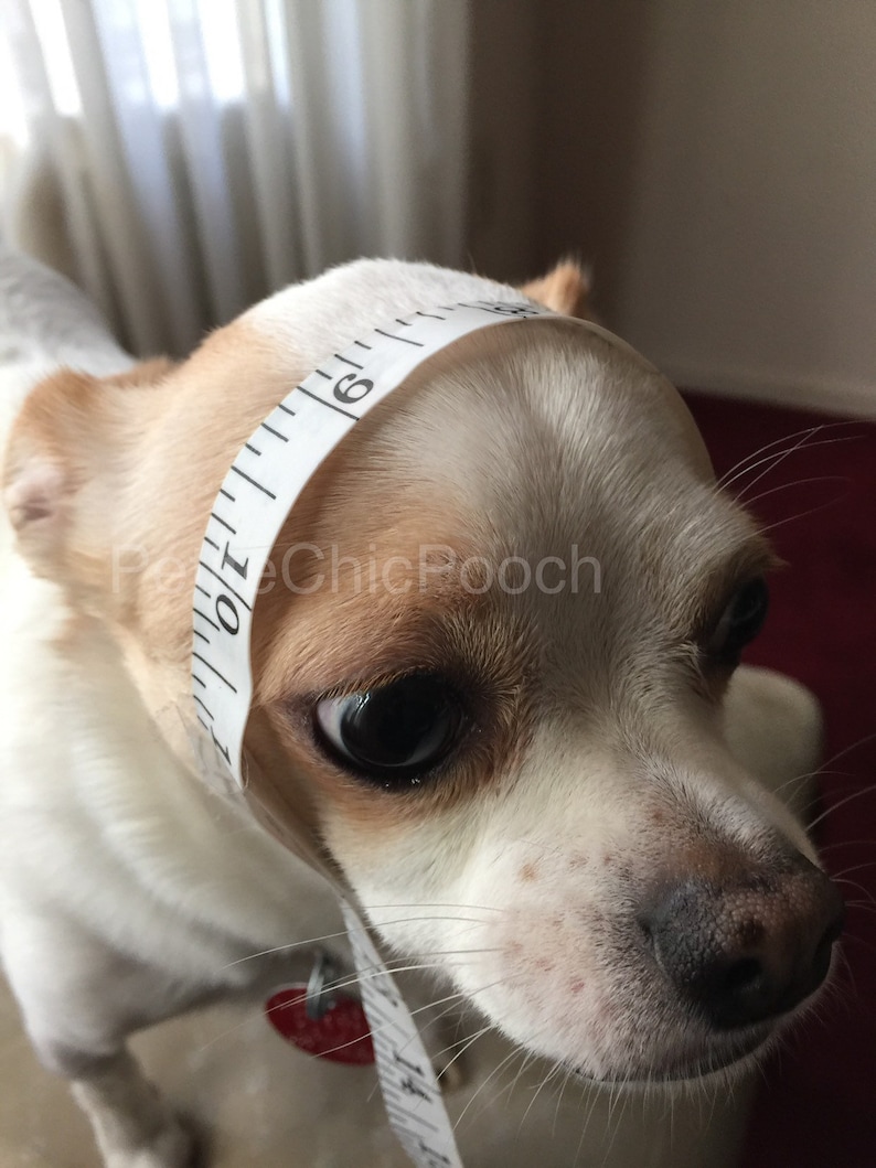 Small Dog Clothes Dog Costume Dog Hats for Dogs Chihuahua costume Pet Costume Dog Costume Taco Dog Hat Dog Snood