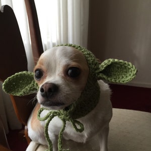 May include: A small white and tan dog wearing a light green crocheted bonnet. The bonnet features two large, pointed, ear-like flaps extending from the sides and includes thin crocheted ties that are knotted under the chin of the animal.