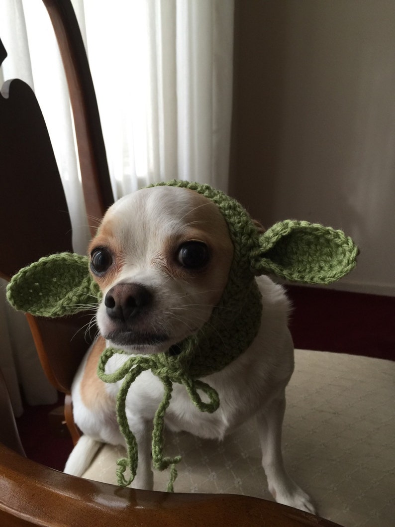 May include: A small white and tan dog wearing a light green crocheted bonnet. The bonnet features two large, pointed, ear-like flaps extending from the sides and includes thin crocheted ties that are knotted under the chin of the animal.
