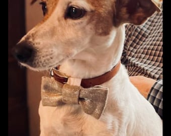 Bow tie for dog