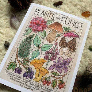 Pacific Northwest Plants and Fungi | 8.5x11 Print | Nature Art, PNW Art, Plants and Fungi Art